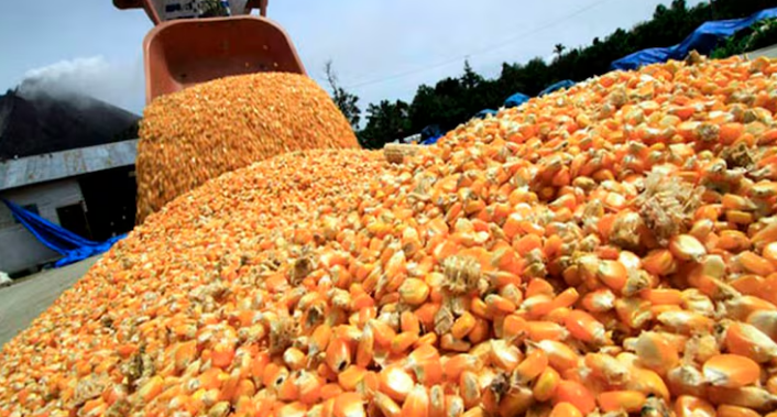 Hacia dónde va el maíz argentino: el continente asiático y el consumo de carnes como impulsores de la demanda